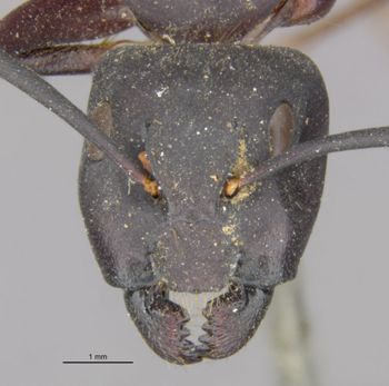 Media type: image;   Entomology 21456 Aspect: head frontal view
